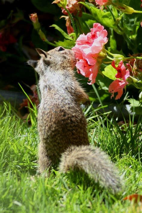 Squirrel I Had No Idea Baby Squirrels Eat Flowers Bacchus And