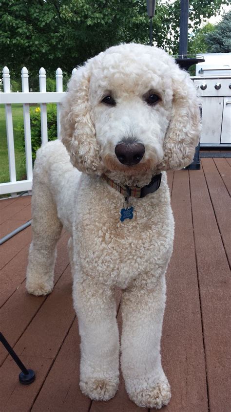 If the hair is a greyish color when shaved, the dog is more likely a 'silver'. 12 best Doodle Grooming images on Pinterest | Goldendoodle ...