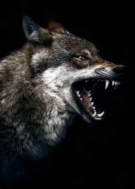 Angry Wolf Face Wallpapers Top Free Angry Wolf Face Backgrounds
