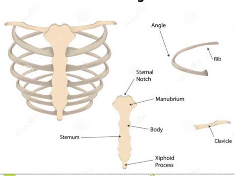 12 pairs of ribs • 7 true ribs • 5 false ribs (including 2 floating ribs) •. this attach independently to sternum the Anatomy Of The ...
