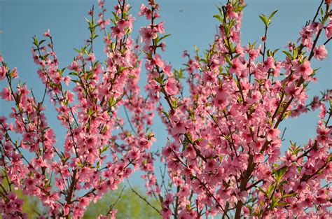 Follow these peach tree care tips to give your tree the greatest chance of having a bountiful harvest year after year. Early Developing Peach Varieties Take a Hit - VSC NEWS