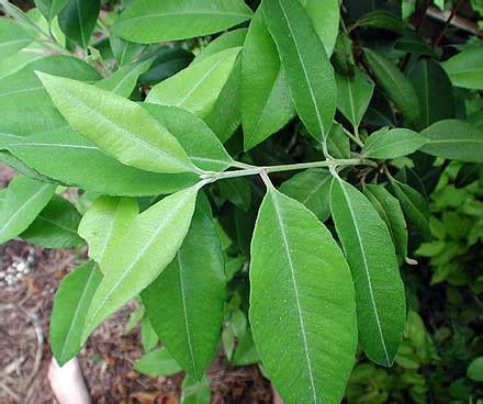 The famous english botanist mr. Backhousia citriodora (Lemon scented myrtle)