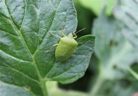 Leaf galls, alarming bumps on tree leaves, aren't insects or diseases. Green Shield Bugs - POD easy edible gardening