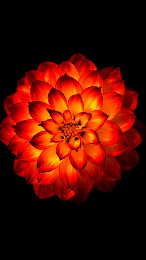 Download Glowing Dahlia Flower Phone Background Wallpaper