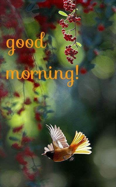 This page provides all possible translations of the word good morning in the malay language. Nature Good Morning Pictures, Photos, and Images for ...
