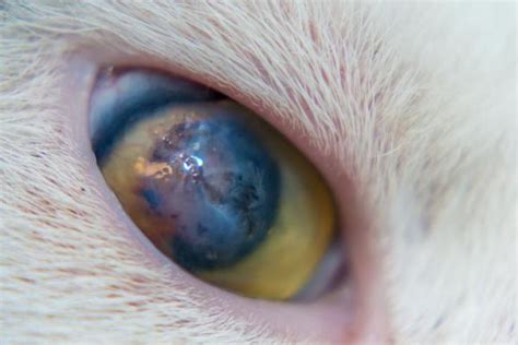 Cats Eye Corneal Ulcer Causes And Treatment