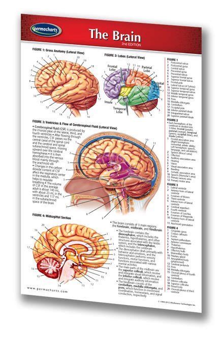 Human Brain Chart Laminated Pocket Size Quick Reference Guide