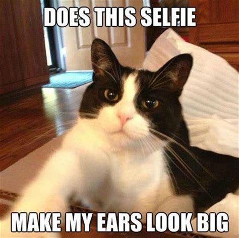 9 Magnificent Monday Cat Memes Petfinder
