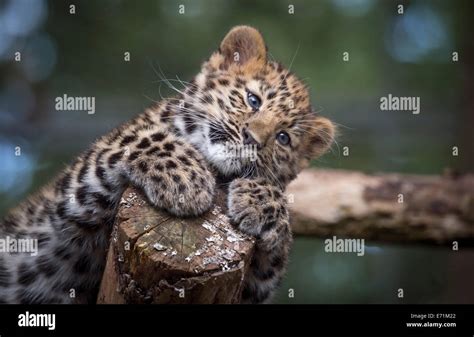 Female Amur Leopard Cub Looking Cute Stock Photo Alamy