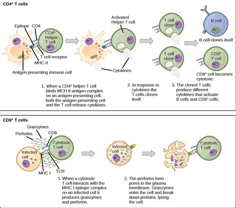 Adaptive Immune Response · Biology