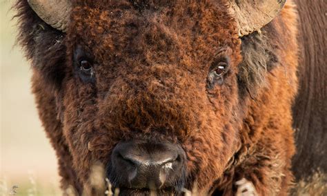 Wwf Supporters Raise More Than 250000 To Help Bison In