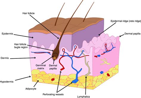 Human Epidermis Skin Structure Layers Of The Epidermi Vrogue Co