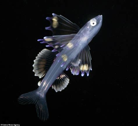 Dramatic Underwater Images Show Multi Colour Creatures In Depths Of