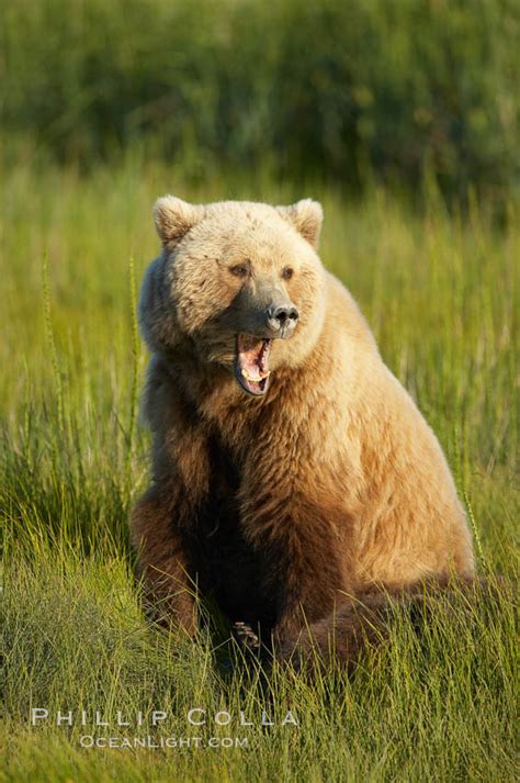 Brown Bear Female Adult Yawning Ursus Arctos Lake Clark National Park