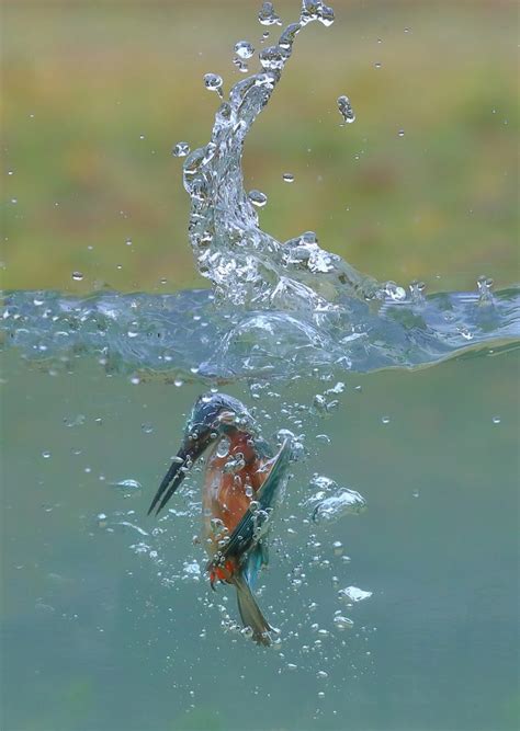 Stunning Underwater Shots Capture Moment Kingfisher