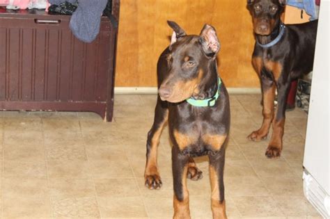 We look forward to being your european doberman breeders and helping you find the perfect doberman for you. Doberman Pinscher puppy dog for sale in Rochester, New York