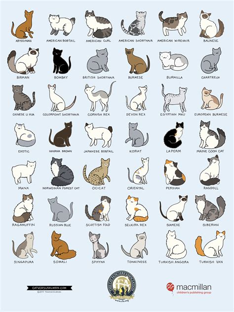 49 Breeds Of Cats Chart Svg  Png 1620 Cat Breeds Cats Cat Day