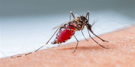 Crispr Reveals How Anti Malaria Drugs May Aid Cancer Treatment