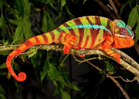 Can Chameleons See In The Dark Mypetcarejoy