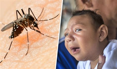How Is The Zika Virus Transmitted What You Need To Know Uk