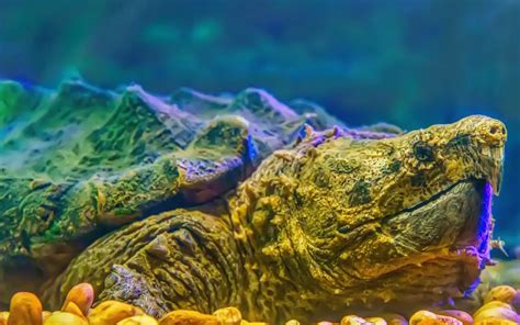 The Alligator Snapping Turtle Habitat Care And Facts