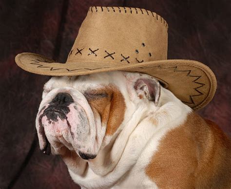 Dog Wearing Cowboy Hat Stock Photos Pictures And Royalty Free Images