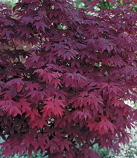 Acer japonicum (japanischer ahorn) ist unsere pflanze des monats. Japanischer Ahorn "Burgund",1 Pflanze günstig online ...