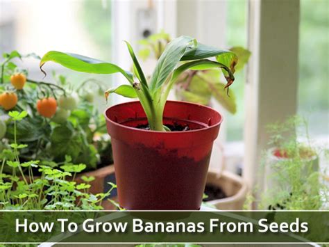 How To Grow A Banana Tree From Seed