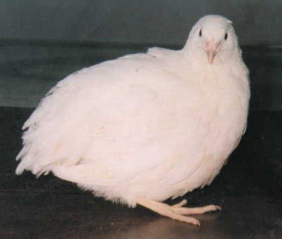 We did not find results for: Pembiak Ayam Ratu LHK dan Malaysia Indio Gigante: Puyuh ...