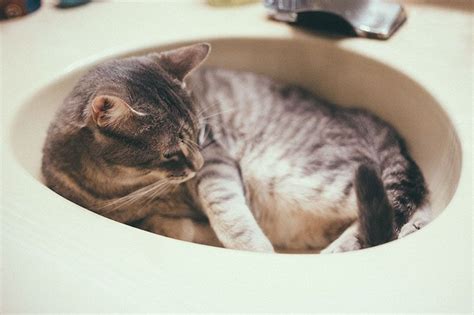 Persian cats tend to detest water. Do Cats Need Baths? Should You Bathe Them? How Often ...