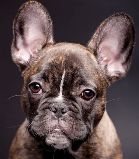 Boston terriers and french bulldogs are better at adapting themselves to the environment than pugs. French Bulldog | MSAH - Metairie Small Animal Hospital ...