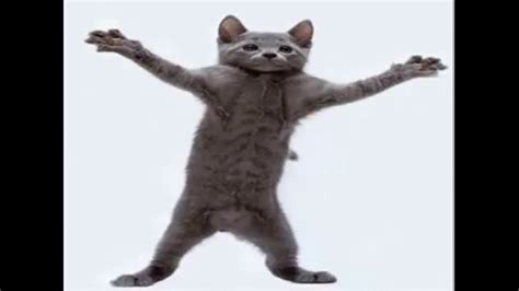 Dancing Cat Meme 1h Youtube