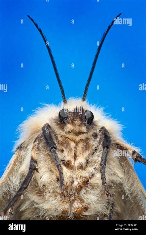 Gypsy Moth Lymantria Dispar Female Also Known As The Spongy Moth