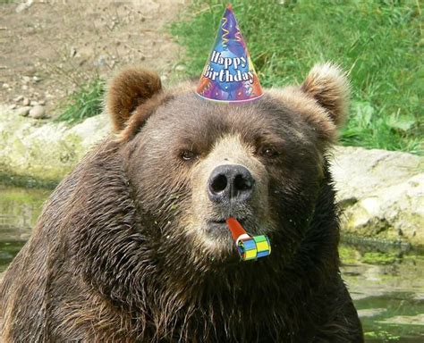 Pin By My Info On Happy Birthdaycongratsgreetings Bear Happy