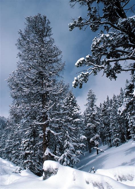 Free Images Landscape Tree Nature Forest Branch Snow Cold