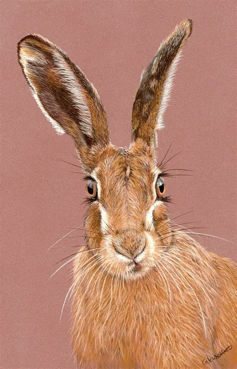 Animal Artist Oxfordshire Cate Wetherall Artist Hare Painting