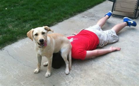 20 Pictures Of Dogs Being Jerks That Will Actually Make You Love Them More