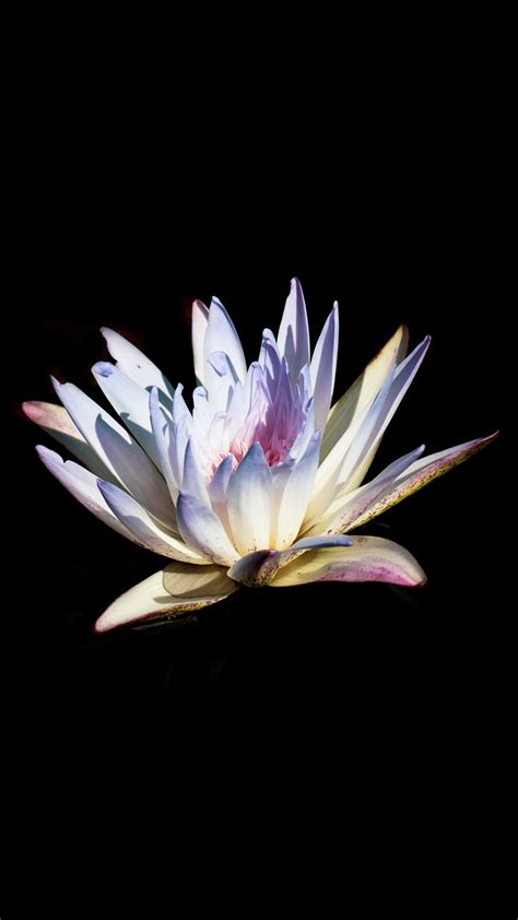 2160x3840 Water Lily Flower Portrait Wallpaper Water Lily