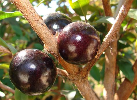 Maybe you would like to learn more about one of these? tanaman buah buahan: tanaman buah anggur batang/jaboticaba ...