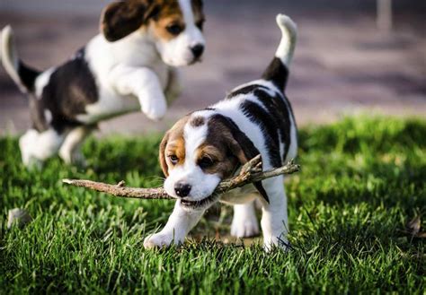 Beagle Puppies For Sale Akc Puppyfinder