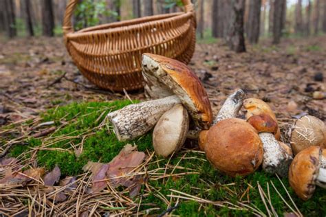 Foraging For Mushrooms The Beginners Guide Mushroom Insider