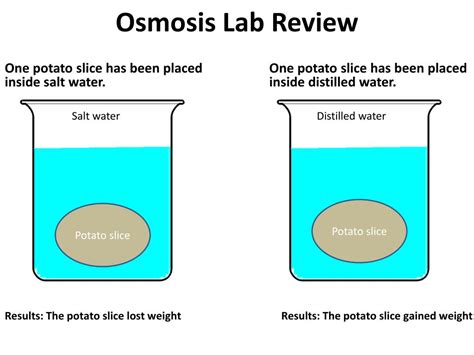 Ppt Osmosis Lab Review Powerpoint Presentation Free Download Id