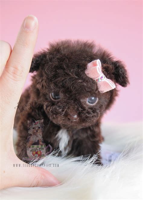 Precious Poodle Puppies for Sale | Teacups, Puppies & Boutique