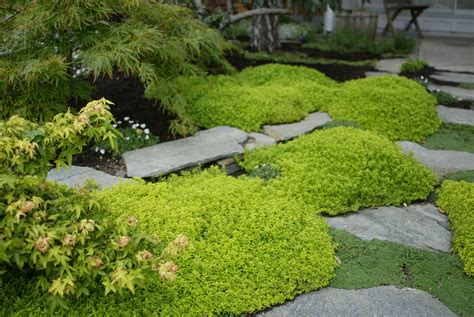 If you're looking for ideas on how to grow beautiful japanese maples, these tips will give you a great head start. Thyme and stepping stones | Japanese maple garden, Outdoor ...