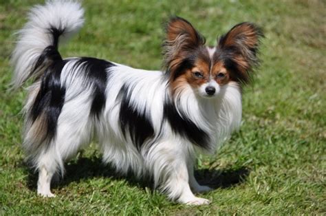 Papillon Dog Breed Is Possibly The Cutest Dogs Ever Wow Amazing
