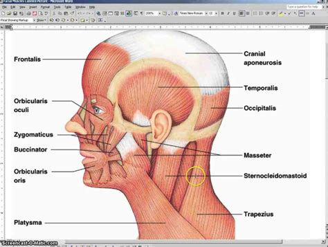 It descends posterolateral to common and internal carotid arteries and gets the. Labeling Facial Muscles | MedicineBTG.com
