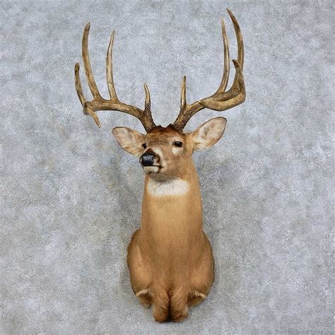 Whitetail Deer Shoulder Mount For Sale 17525 The