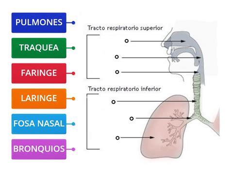 Partes Del Aparato Respiratorio Diagrama Etiquetado Sexiz Pix The