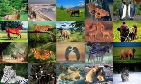 Animales Terrestres Especies Y Características Curiosfera Ciencia