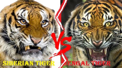 Siberian Tiger Vs Bengal Tiger Siberian Tiger Vs Bengal Tiger Who